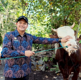 Bupati Bantaeng Terima Sapi Kurban 802 Kg dari Presiden Prabowo