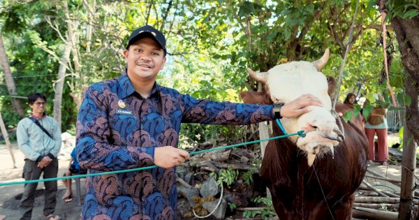 Bupati Bantaeng Terima Sapi Kurban 802 Kg dari Presiden Prabowo