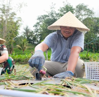 Sejalan Program Prioritas Presiden, Bupati Bantaeng Panen Perdana Bawang Merah Lokana