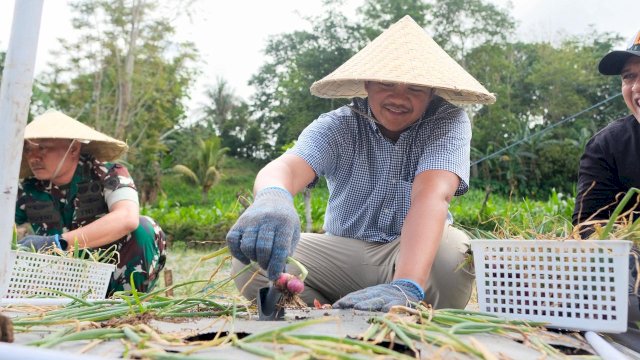 Sejalan Program Prioritas Presiden, Bupati Bantaeng Panen Perdana Bawang Merah Lokana
