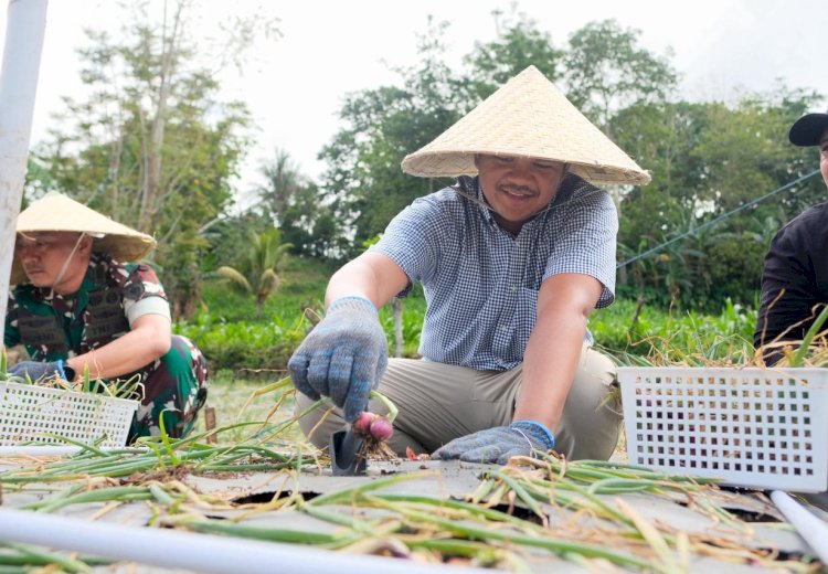 Sejalan Program Prioritas Presiden, Bupati Bantaeng Panen Perdana Bawang Merah Lokana